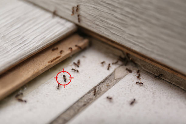 Best Emergency Pest Control  in Murray, KY