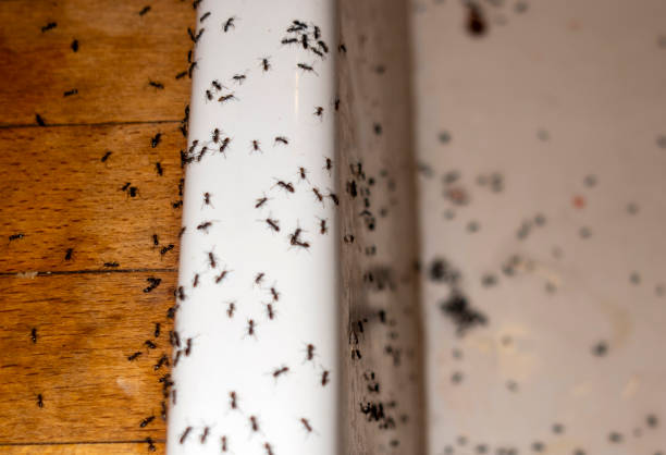 Best Bed Bug Extermination  in Murray, KY