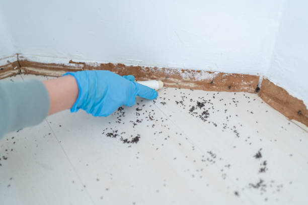 Best Cockroach Control Services  in Murray, KY